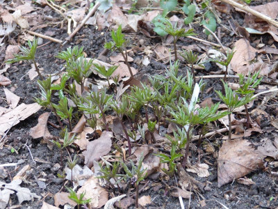 2017-03-08 Cardamine quinquefolia NO-Türkei.jpg