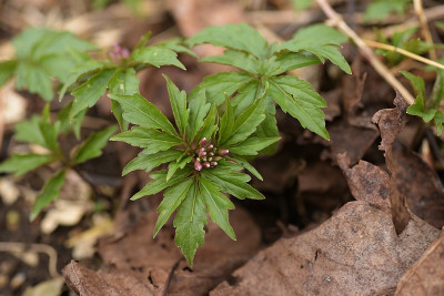 cardamine_weiss_nicht.jpg