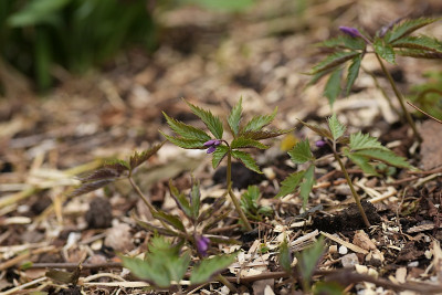 cardamine_glanduligera.jpg