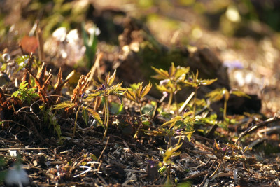 cardamine_glan_orange.jpg