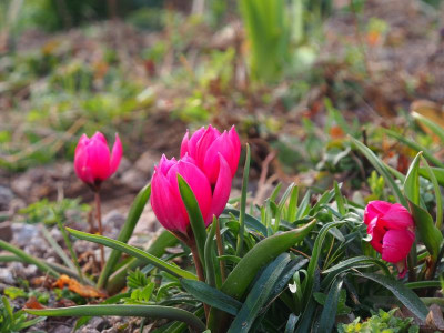 Tulipa humilis 'Black Base' P3150087.JPG