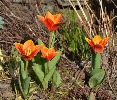 Tulipa-EarlyHarvest.17-2.jpg