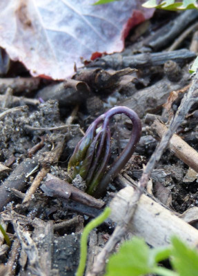 2017-03-15 Cardamine glanduligera.jpg