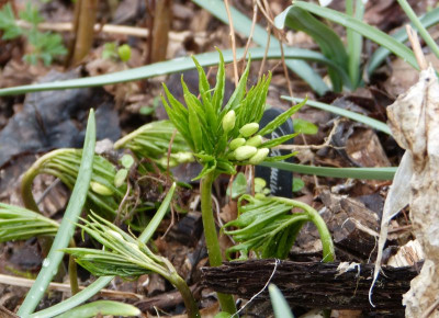 2017-03-17 Cardamine kiaibelii.jpg