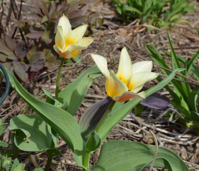 Tulipa-1.17-1.jpg