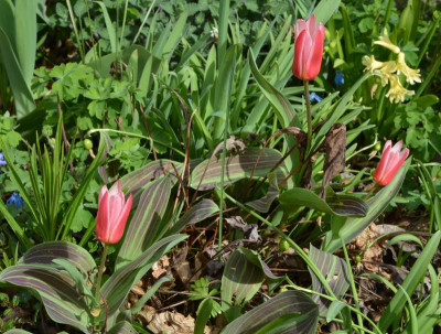 Tulipa-2.17-1.jpg