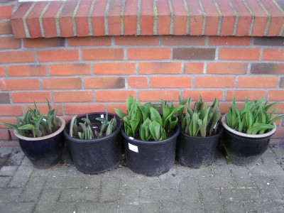 Topftulpen 024.JPG