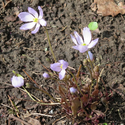 Jeffersonia dubia_4700.jpg