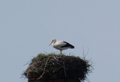 2017-03-31 Storch.jpg