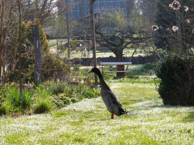 2017-03-31 Gartenimpressionen 1.jpg