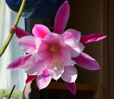 Epiphyllum-rosa-silber.17-1.jpg