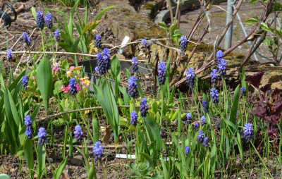 Muscari_latifolium.17-1.jpg