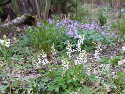 2017-04-04 Gartenimpressionen 1.jpg