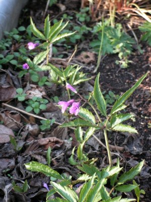 cardamine-glanduli-0015.jpg