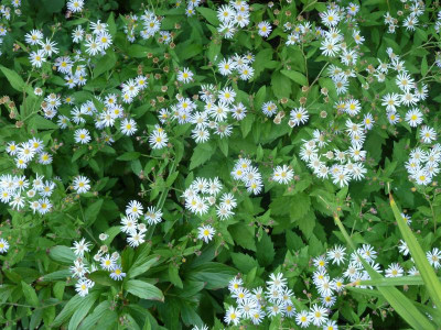 Aster divaricatus_P1050979.jpg