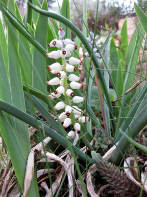 IMG_2226 Muscari muskarimi.JPG