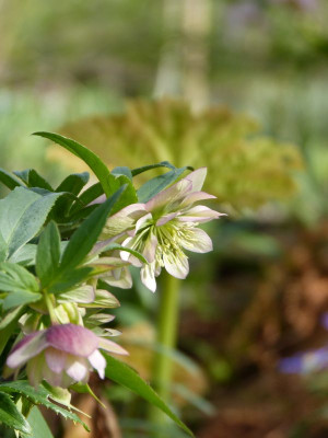 2017-04-09 Gartenimpressionen 7.jpg