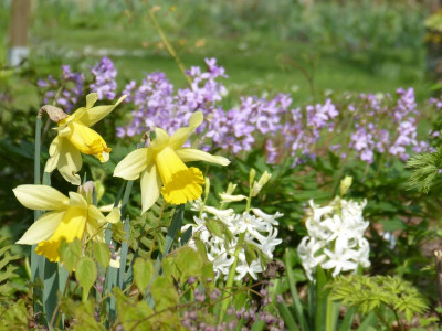 2017-04-09 Gartenimpressionen 8.jpg