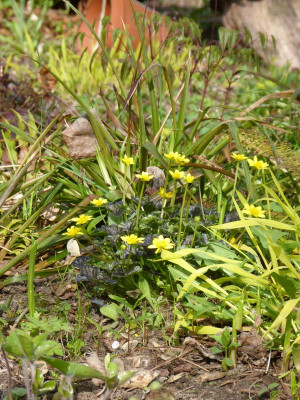 2017-04-09 Gartenimpressionen 9.jpg