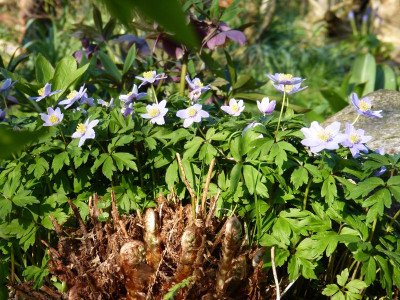 2017-04-09 Gartenimpressionen 11.jpg