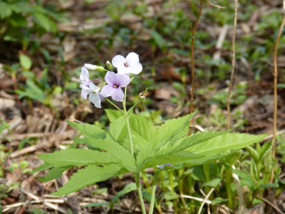 2017-04-09 Cardamine heptaphylla MDM03008.jpg