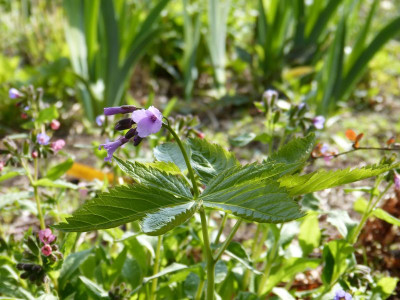 2017-04-09 Cardamine pentaphyllos.jpg