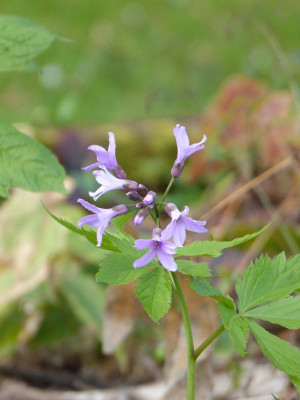 2017-04-09 Cardamine pentaphylla 2.jpg