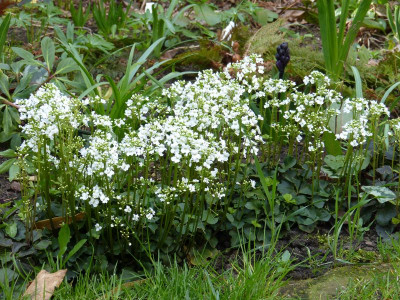 2017-04-09 Cardamine trifolia.jpg