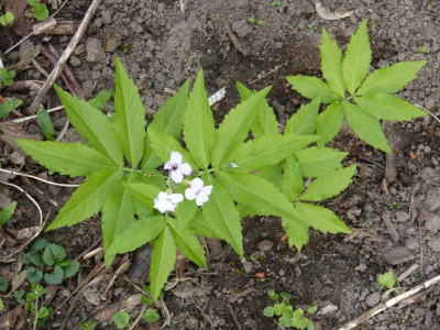 2017-04-10 Cardamine heptaphylla MDM03008.jpg