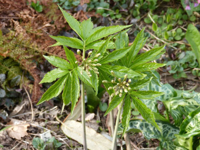 2017-04-10 Cardamine heptaphylla.jpg