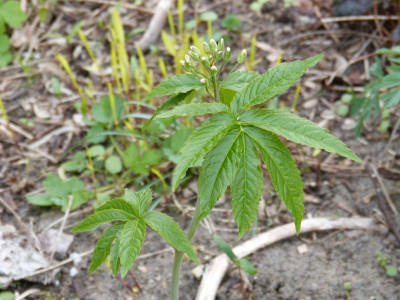 2017-04-10 Cardamine heptaphylla 'Guincho Form'.jpg