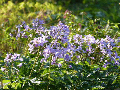 2017-04-09 Cardamine quinquefolia 2.jpg