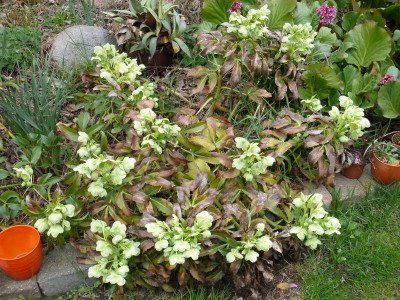 2017-04-12 Helleborus argutifolius.jpg