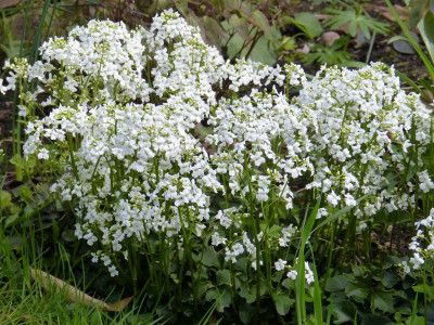 2017-04-13 Cardamine trifolia.jpg