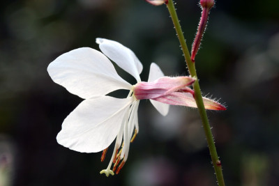 Gaura-lindheimeri.jpg