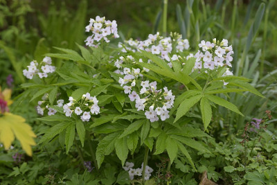 cardamine_guincho_form.jpg