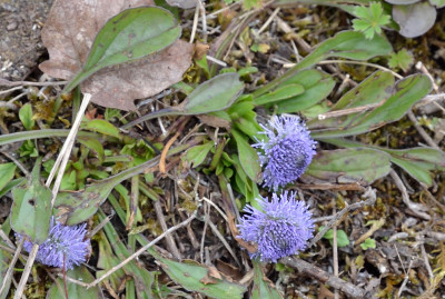 DSC_7094-Steinbruch-BlaueBlume_010.JPG