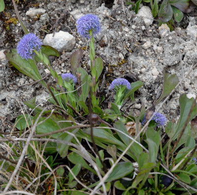 DSC_7093-Steinbruch-BlaueBlume_001.JPG