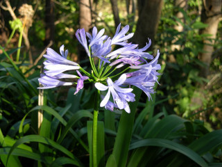 mad-Agapanthus.jpg