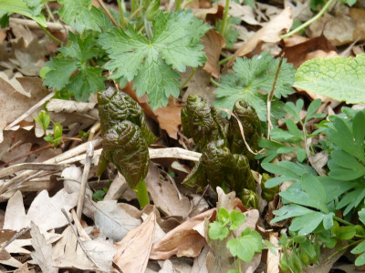 2016-04-24 Diphylleia cymosa.jpg