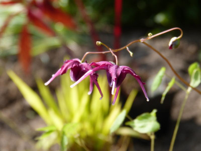 2017-05-01 Epimedium 'Korin'.jpg