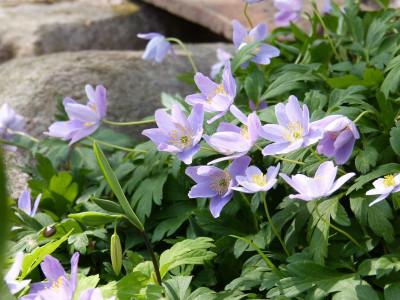 2017-05-01 Anemone nemorosa 'Hannah Gubbay'.jpg