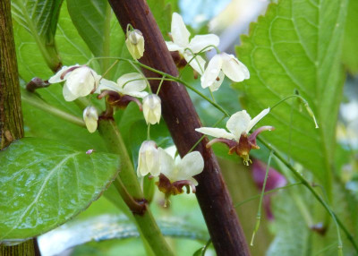 2017-04-22 cornishsnow Epimedium 'Pidiwidi'.jpg