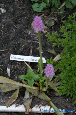 Helonias bullata.jpg