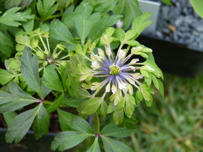 2017-05-06 Anemone nemorosa 'Virescens'.jpg