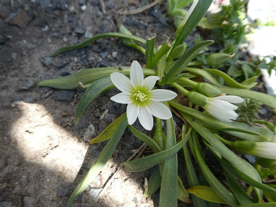 Lewisia 170507.jpg