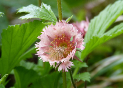 2017-05-16 Geum 'Pink Fluffy'.jpg