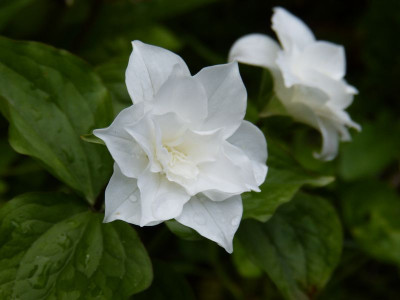 2017-05-16 Trillium grandiflorum 'Flore Pleno' 1.jpg