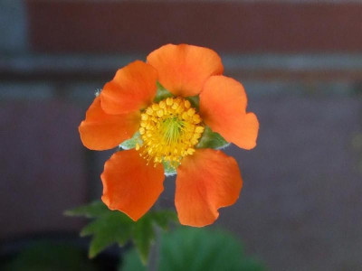 Geum coccineum.JPG