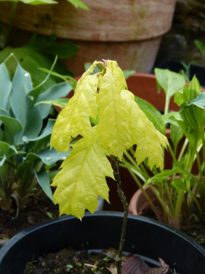 2017-05-16 Quercus rubra 'Aurea'.jpg